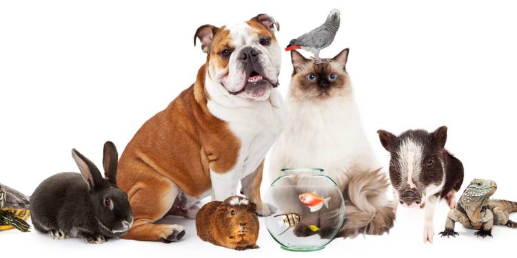 Qual animal você seria segundo a sua data de nascimento?