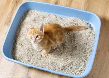 Se o seu gato evita a caixa de areia, o problema pode ser o tipo de grão que você escolheu
