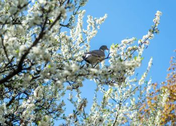 As árvores que dão flores e atraem pássaros ideais para plantar no calor