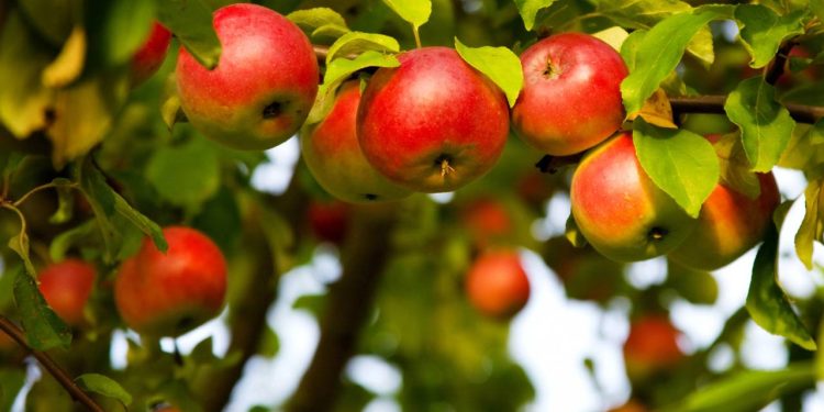 Como germinar sementes de maçã para plantar e colher sua própria fruta em casa