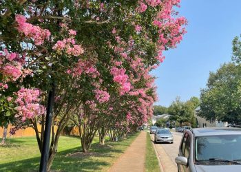 O segredo para ter sombra fresca no quintal sem precisar varrer folhas todos os dias