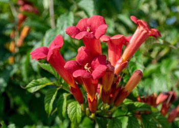 Essa planta perene floresce o ano todo, embeleza seu jardim e exige pouca manutenção