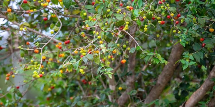 Essa árvore frutífera cabe em pátios pequenos e não racha o piso
