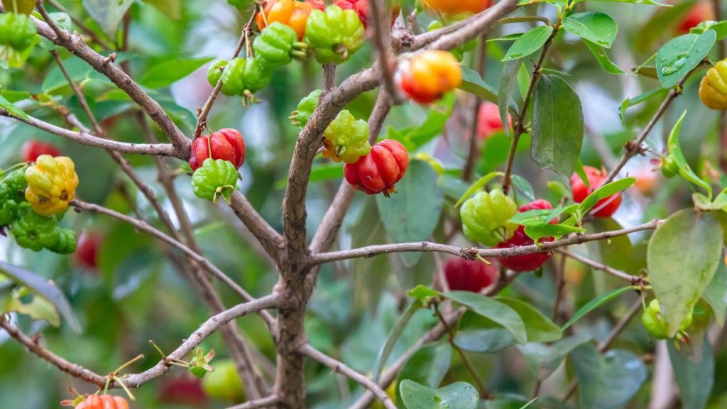 A árvore frutífera ideal para pátio pequeno que não racha o piso