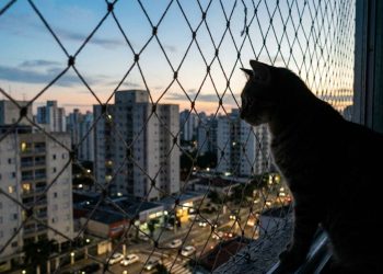 Sim, gatos também sentem saudade, e esse comportamento provou isso