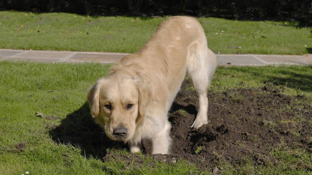 cachorro escava buracos 