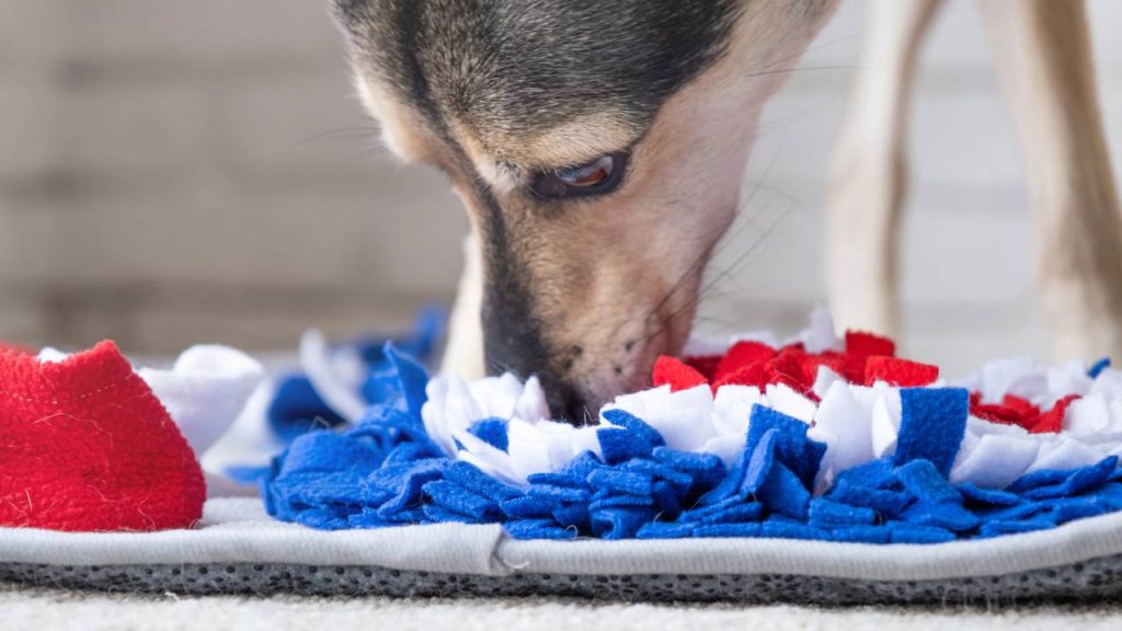 Poucos sabem: quais são os cheiros que os cachorros mais adoram?