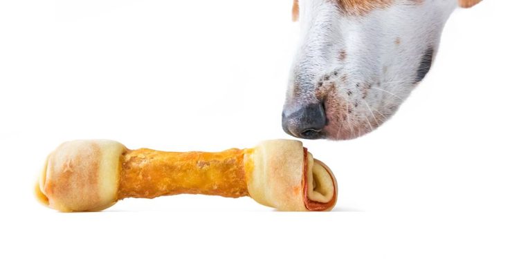 Estes 4 cheiros funcionam como um “botão de felicidade” no cérebro do seu cachorro
