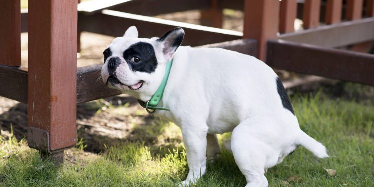 Por que o seu cachorro demora para encontrar um lugar para fazer cocô?