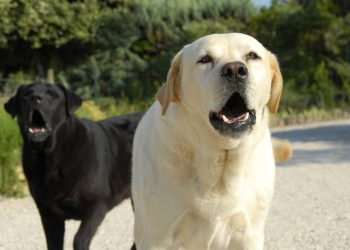 Seu cachorro late só para algumas pessoas? A ciência explica o que ele está “vendo” que você não vê