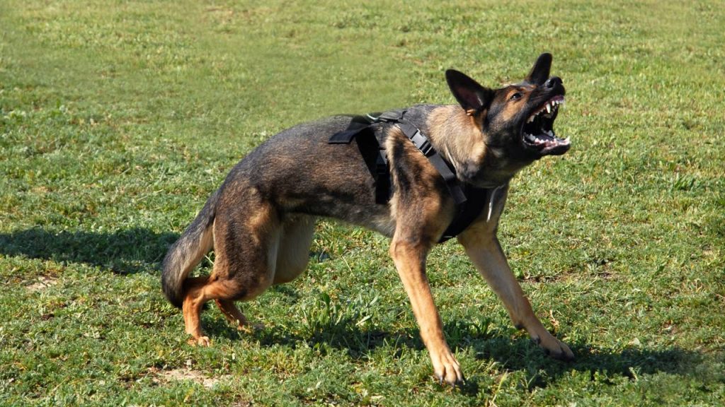 Por que os cães latem para algumas pessoas e não para outras, segundo especialistas?