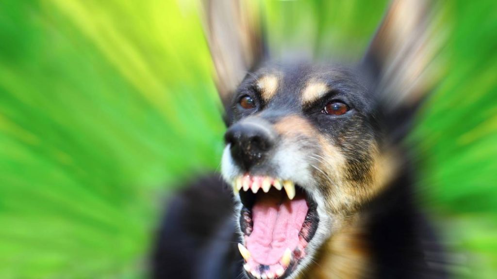 Por que os cães latem para algumas pessoas e não para outras, segundo especialistas?