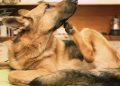 Seu cachorro se coça depois do banho? Você pode estar cometendo estes erros