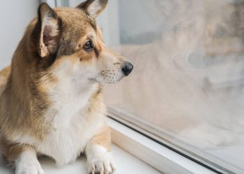 Se você trabalha fora, precisa saber o tempo máximo que o seu cachorro pode ficar sozinho