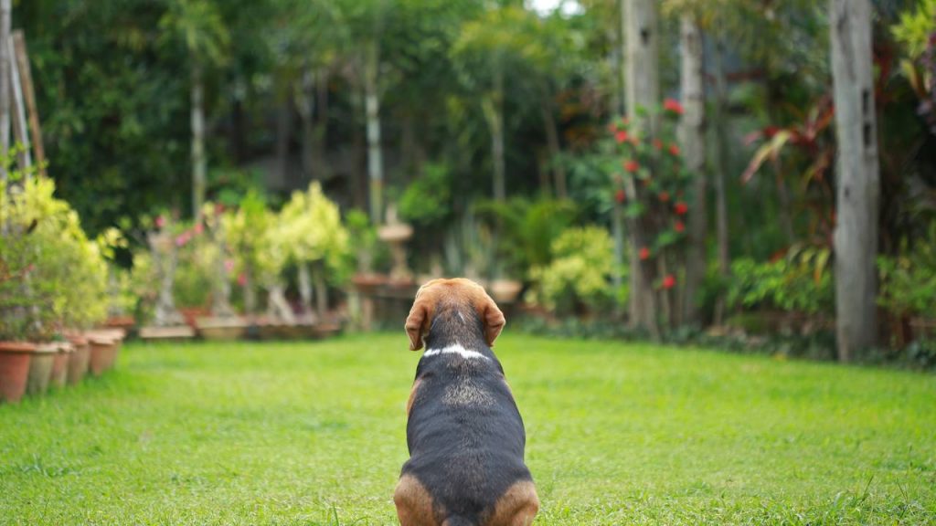 Quanto tempo o meu cachorro pode ficar sozinho em casa, segundo especialistas?