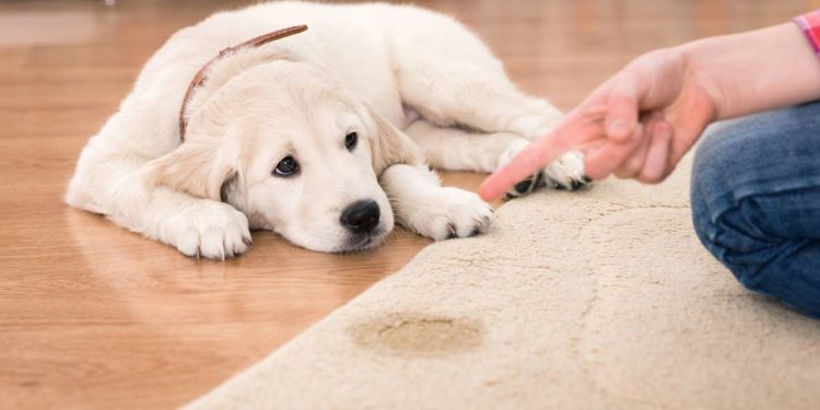 Como fazer o cachorro entender de vez que o jornal é o único banheiro da casa