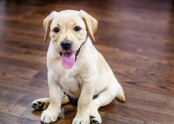 O que significa quando seu cachorro pisca lentamente ao vê-lo segundo especialistas em comportamento canino