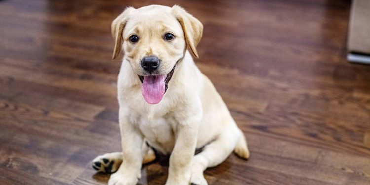 O que significa quando seu cachorro pisca lentamente ao vê-lo segundo especialistas em comportamento canino