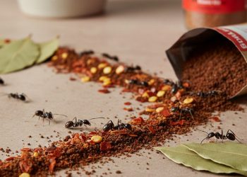 Truque do café para se livrar das formigas em casa de forma rápida e sem pesticidas