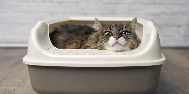 A regra de ouro para evitar estresse e sujeira é simples: tenha sempre uma caixa de areia a mais do que o número de gatos - Créditos: depositphotos.com / Lightspruch