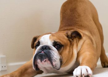 O que significa quando seu cão começa a se espreguiçar na sua frente ao chegar em casa?