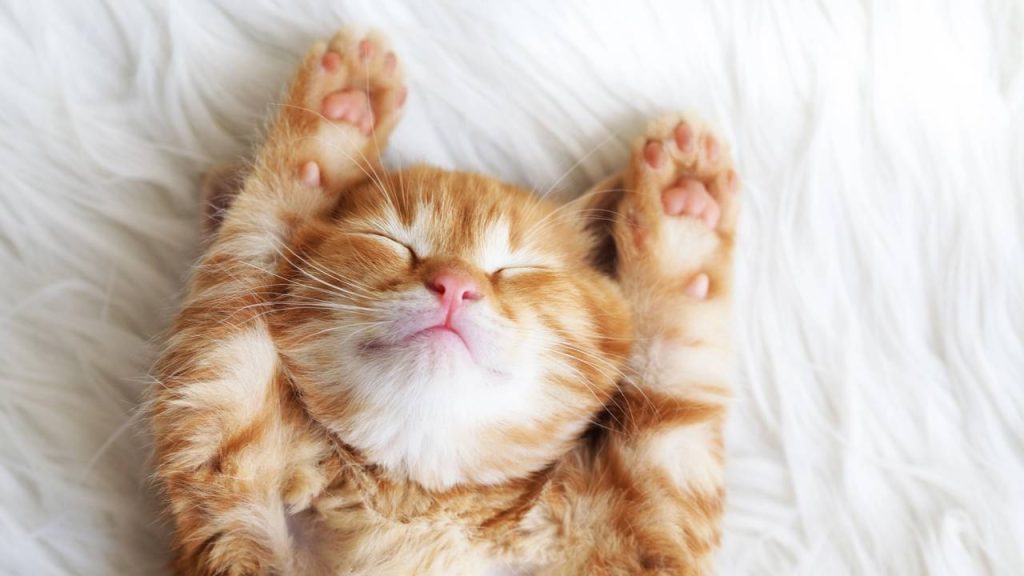 Quanto custa manter um gatinho no Brasil em 2025