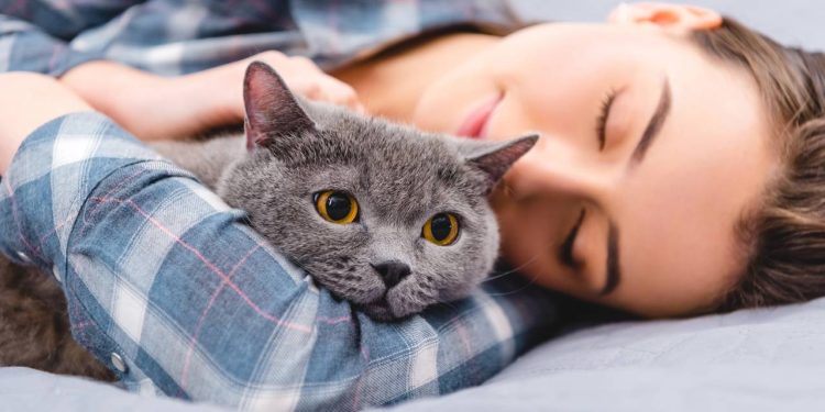 Quanto custa manter um gatinho no Brasil em 2025
