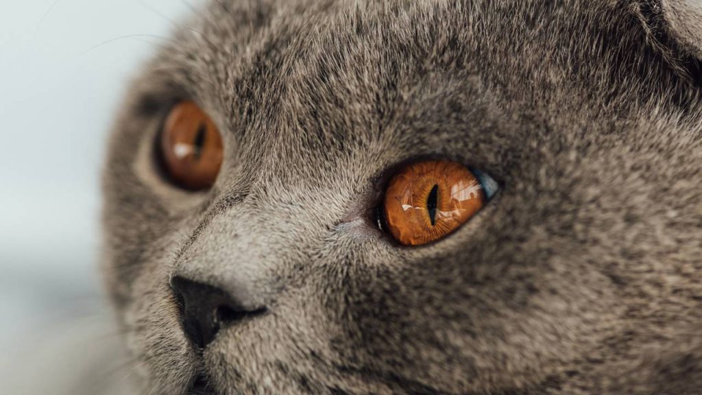 Quanto custa manter um gatinho no Brasil em 2025