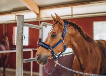 Um imperador romano usou um cavalo para provocar o poder e expor o jogo político de Roma