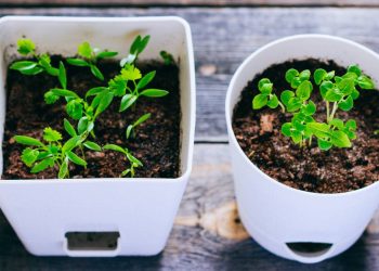 Como ter coentro fresco na cozinha e decorar seu espaço verde em poucas semanas