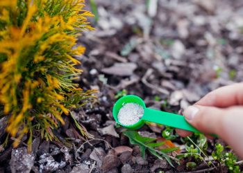 Se sua planta tem folhas verdes, mas não floresce, esta mistura de 1 colher resolve