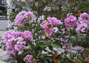 Como cuidar da árvore de Júpiter em vaso e ter flores o ano todo