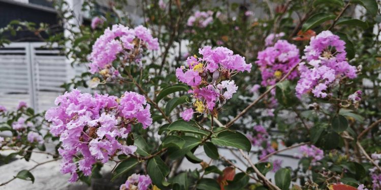 Cultivar uma árvore de Júpiter em vaso é uma solução prática para quem deseja uma planta ornamental de grande impacto mesmo em espaços reduzidos - Créditos: depositphotos.com / sweemingyoung