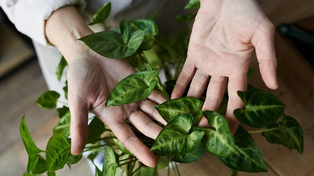 O truque com água oxigenada nas plantas que transforma seu jardim