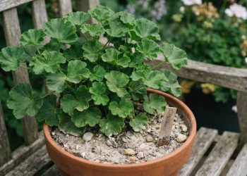 Pare de gastar com produtos caros e faça sua planta florir usando apenas farinha de ossos