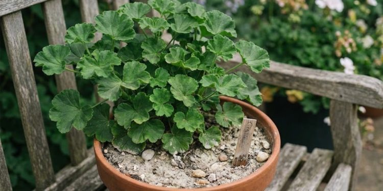 Pare de gastar com produtos caros e faça sua planta florir usando apenas farinha de ossos