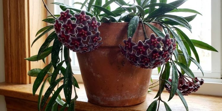 As flores em formato de estrela que parecem porcelana e duram anos na varanda