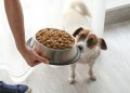 Se você alimenta seu cachorro a qualquer hora, está criando um problema de ansiedade sem saber