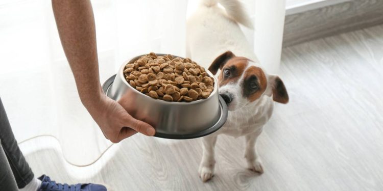 Se você alimenta seu cachorro a qualquer hora, está criando um problema de ansiedade sem saber