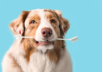 Adeus, mau hálito: o guia prático para cuidar dos dentes do seu pet em casa