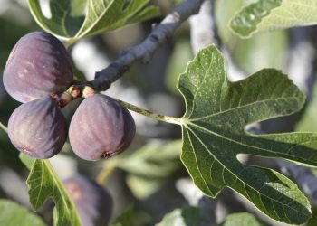 4 árvores frutíferas que não vale a pena você ter no pomar de casa