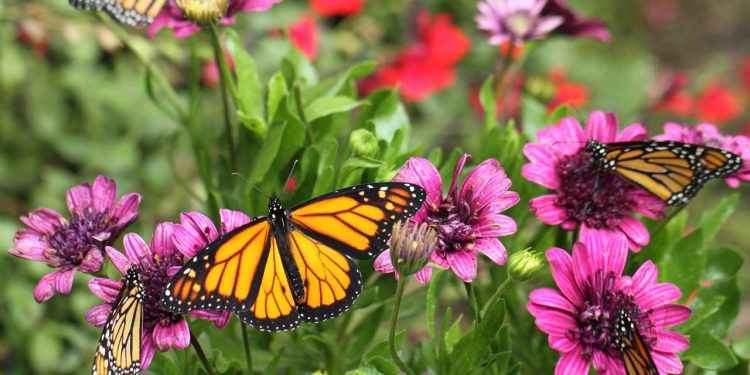 Ter um quintal cheio de vida é o sonho de muitos e as flores tropicais são a chave para transformar esse desejo em realidade - Créditos: depositphotos.com / maureensullivan