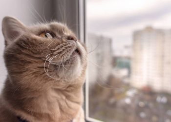 Seu gato prevê a chuva? Entenda os sinais antes da tempestade