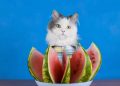 Gato pode comer fruta? Saiba quais são proibidas e perigosas
