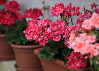 A ‘flor preguiçosa’ que da flores exuberantes e bomba nas varandas o ano inteiro
