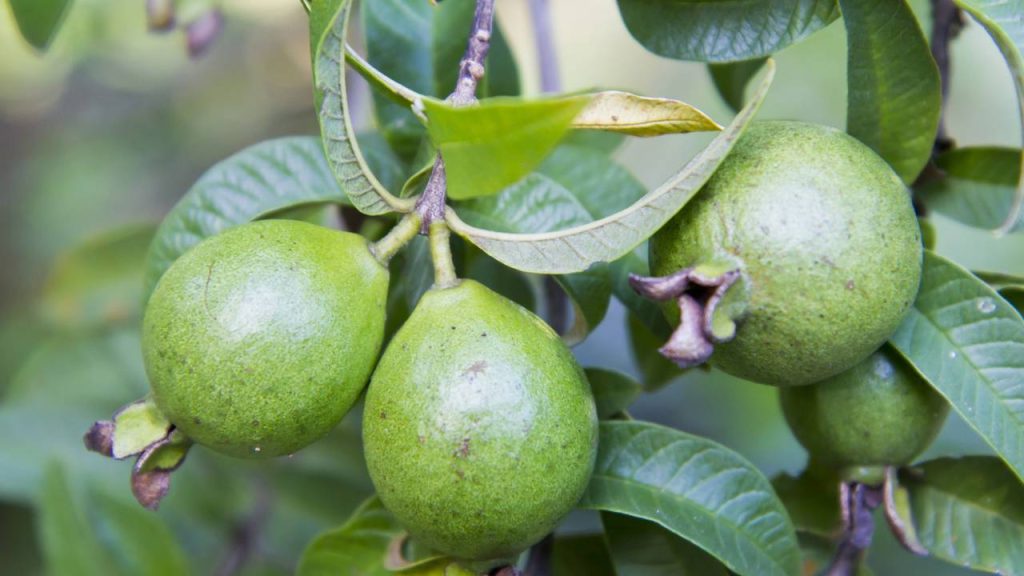 Quer frutas no quintal? Essas 3 árvores produzem fácil em casa