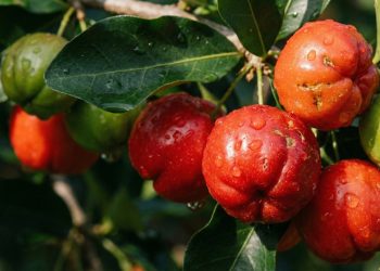 Essa frutinha vermelha não ocupa espaço nem um na sua casa e vale por uma farmácia inteira