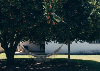 Essa árvore dá sombra, fruta, chá e ainda atrai um monte passarinhos bonitinhos pro seu quintal