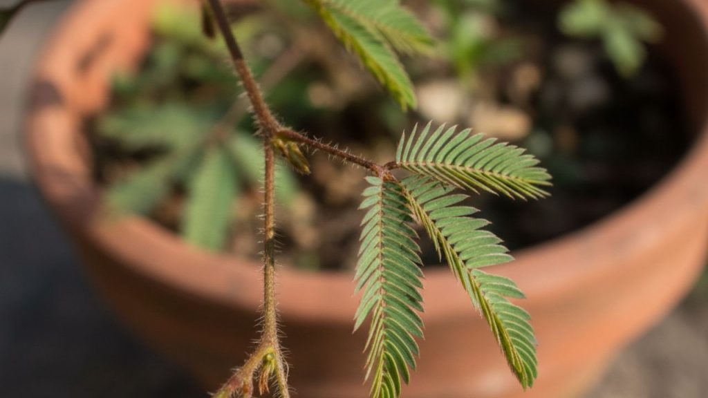 Essa planta dorme de noite e se mexe sozinha quando é tocada