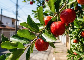 10 árvores perfeitas para plantar na calçada da sua casa, sem rachar o piso